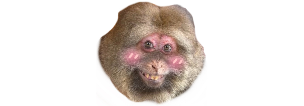 qlsmonkey